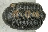 Bargain, Austerops Trilobite - Visible Eye Facets #251036-3